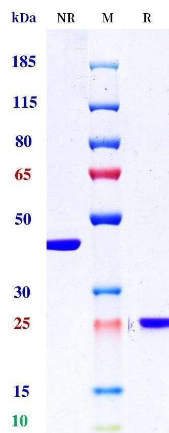 0 - Anti-FOLH1 / PSMA Reference Antibody (rosopatamab (Fab)) APR11676
