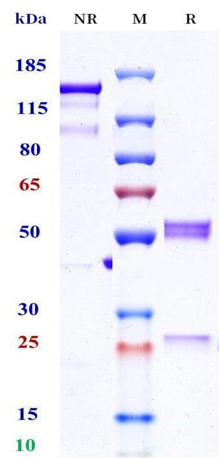 0 - Anti-Nipah virus Glycoprotein G （HENV-32） APR11678