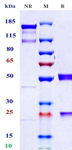 0 - Anti-Nipah virus Glycoprotein G （HENV-26） APR11679