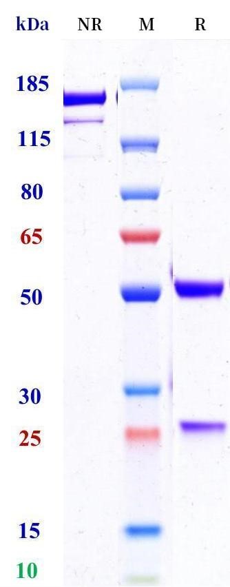 0 - Anti-Influenza HA Antibody (CR9114) APR11680