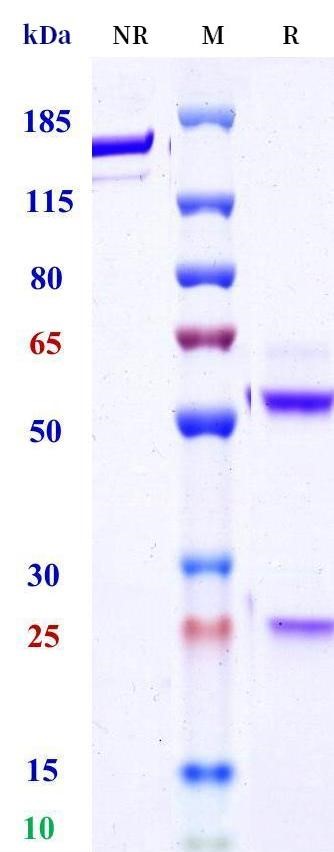 0 - Anti-HEL Isotype control (Human IgG4 (S228P/L235E), Human Kappa) APR11681