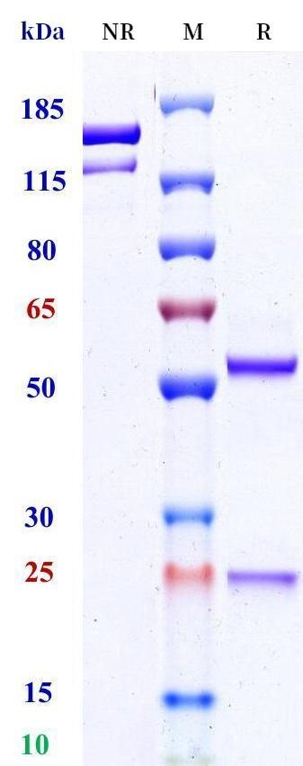 0 - Anti-HEL Isotype control (Mouse IgG2c, Mouse Kappa) APR11682