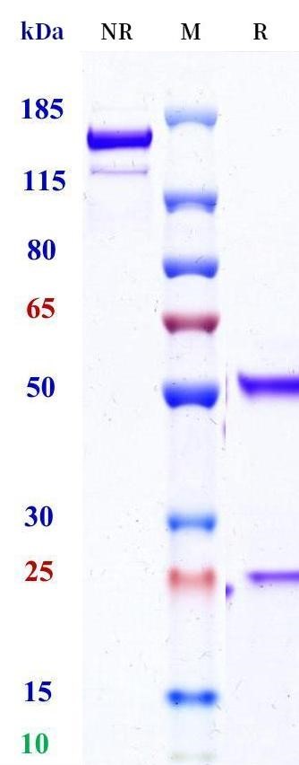 0 - Anti-HEL Isotype control (Human IgG1 (L234A/L235A/P329G), Human Kappa) APR11683