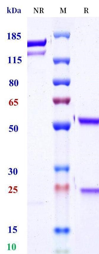 0 - Anti-HEL Isotype control (Mouse IgG2a (LALA-PG), Mouse Kappa) APR11684