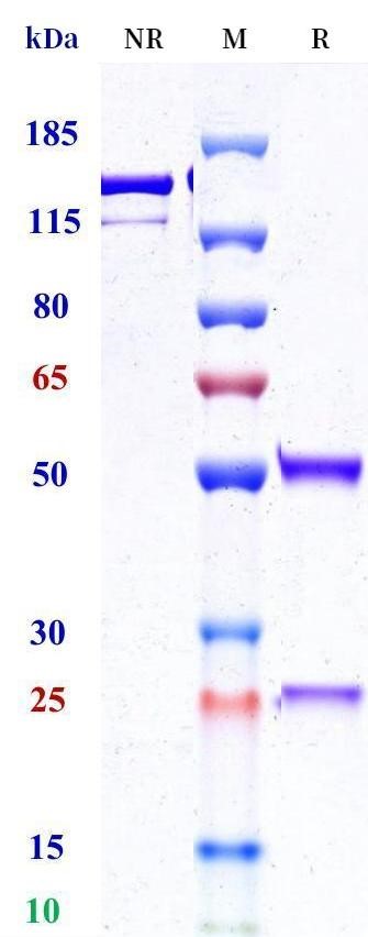 0 - Anti-HEL Isotype control (Human IgG1 (N297A), Human Kappa) APR11685