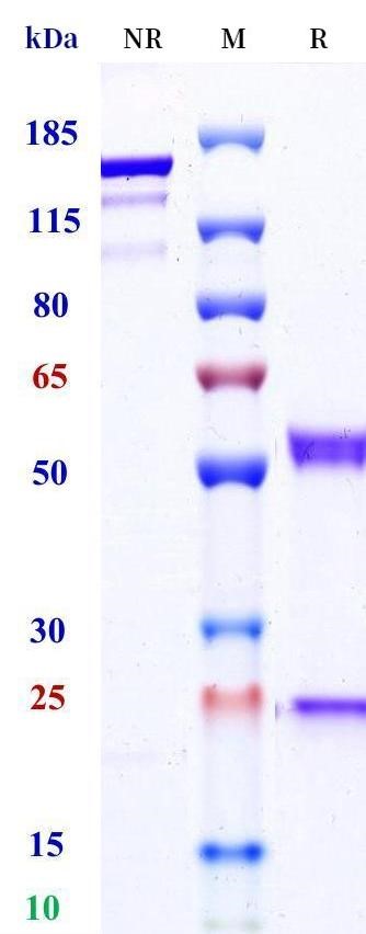 0 - Anti-HEL Isotype control (Mouse IgG1 (D265A), Mouse Kappa) APR11686