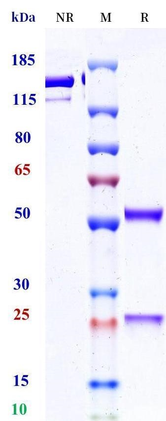 0 - Anti-HEL Isotype control (Human IgG4 (S228P/R409K), Human Kappa) APR11687