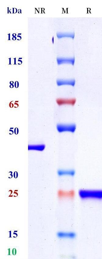 0 - Anti-HEL Isotype control (Human IgG1 (Fab), Human Kappa) APR11688