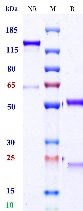 0 - Anti-HEL Isotype control (Rabbit IgG, Rabbit kappa) APR11689