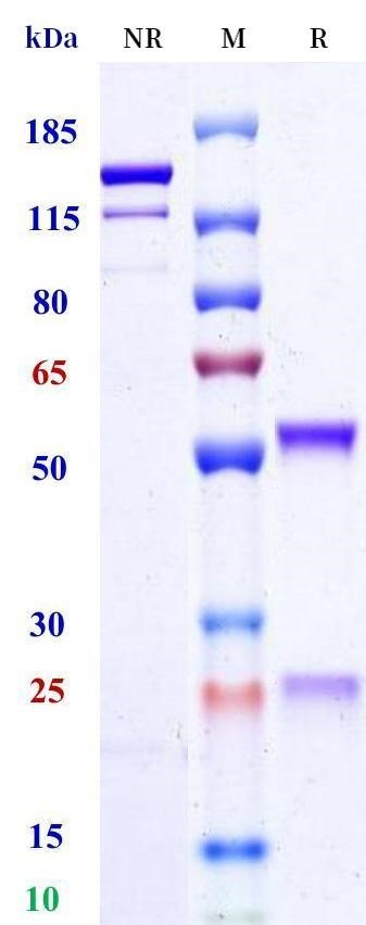 0 - Anti-HEL Isotype control (Human IgG1, Human Lambda C1) APR11690