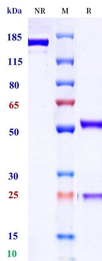 0 - Anti-HEL Isotype control (Mouse IgG2a (D265A), Mouse Kappa) APR11691