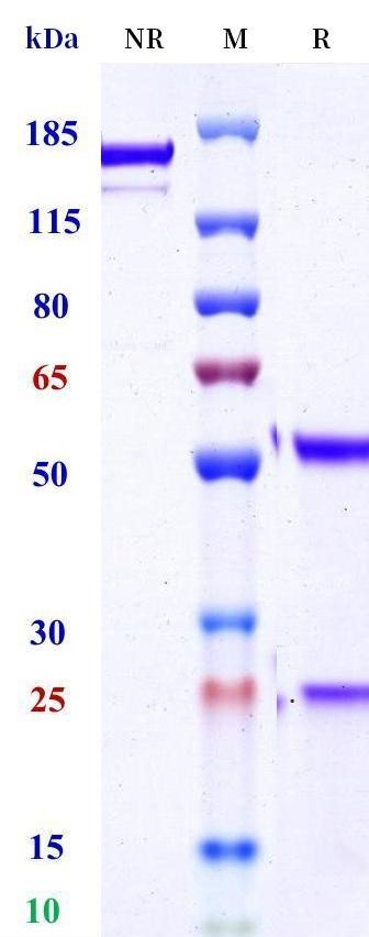 0 - Anti-HEL Isotype control (Human IgG1 (K214R/L234F/L235E/P331S), Human Kappa) APR11692