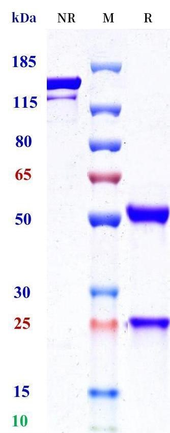 0 - Anti-HEL Isotype control (Human IgG1 (D265A), Human Kappa) APR11693