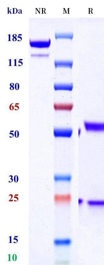 0 - Anti-HEL Isotype control (Mouse IgG2b, Mouse Kappa) APR11694