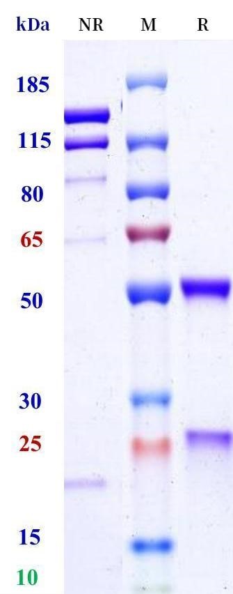 0 - Anti-HEL Isotype control (Canine IgG, Canine kappa) APR11695