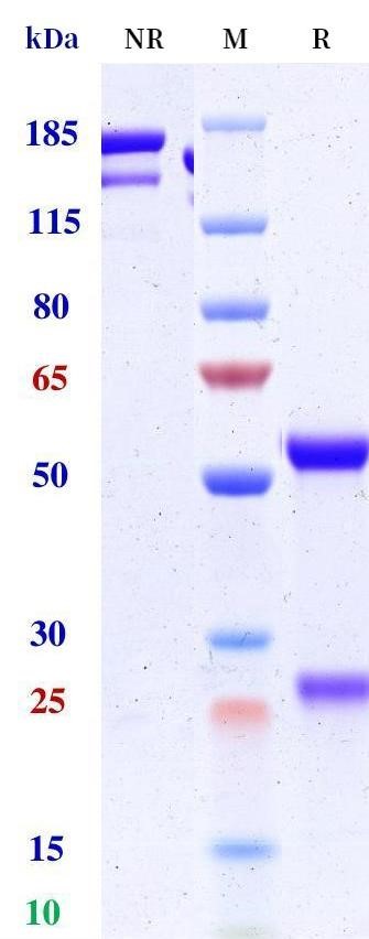0 - Anti-IGF1 & IGF2 Reference Antibody (dusigitumab) APR11696