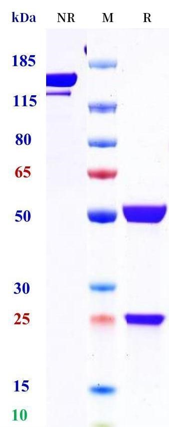 0 - Anti-IL-12 & IL-23 Reference Antibody (ustekinumab) APR11697