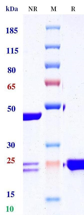 0 - Anti-IL-15 Reference Antibody (DISC0280(Fab)) APR11698