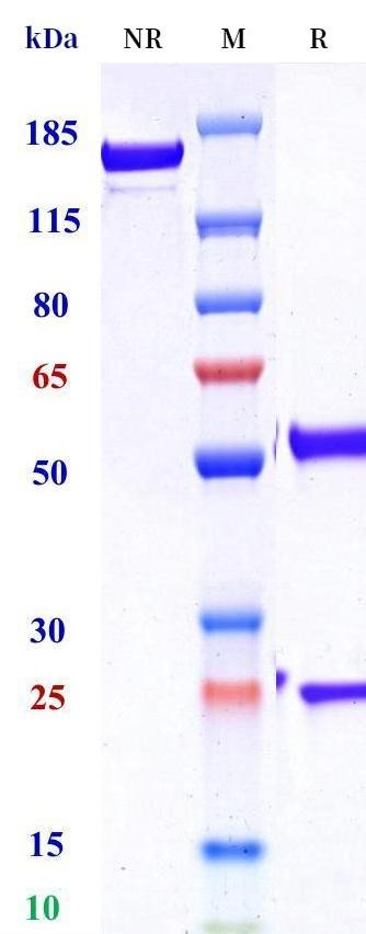 0 - Anti-KLK2 / Kallikrein 2 Reference Antibody (Pasritamig (IgG1-PG-LALA)) APR11699