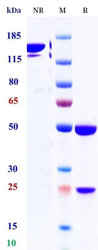 0 - Anti-LAIR1 Reference Antibody (NGM438) APR11700