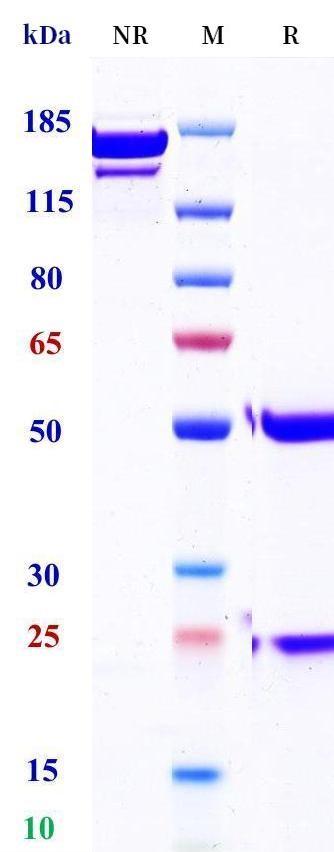 0 - Anti-NPRA Reference Antibody (Vixticibart) APR11702
