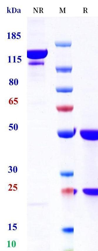 0 - Anti-OSM / Oncostatin M Reference Antibody (GSK-2330811) APR11703