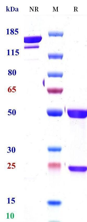 0 - Anti-CD33 Reference Antibody (BI-836858) APR11705