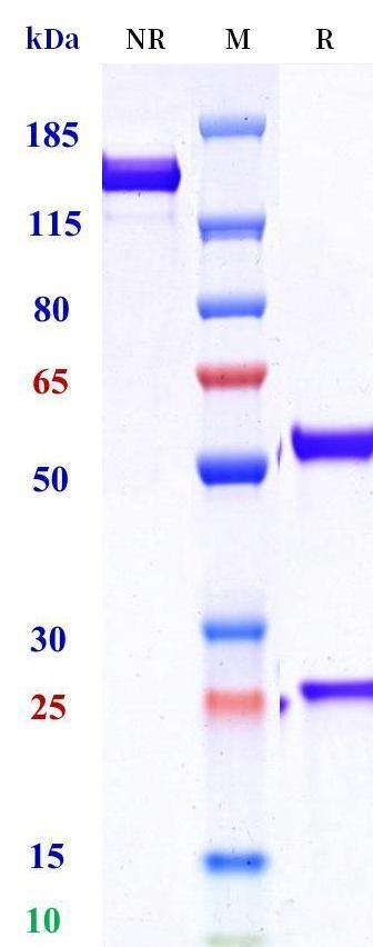 0 - Anti-STEAP1 Reference Antibody (Xaluritamig (IgG1-PG-LALA) ) APR11706
