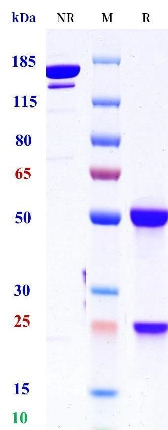 0 - Anti-STEAP2 Reference Antibody (AZD0516) APR11707