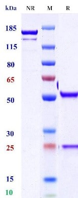 0 - Anti-TNFRSF13C / BAFFR / CD268 Reference Antibody (ianalumab(FUT8-KO)) APR11708