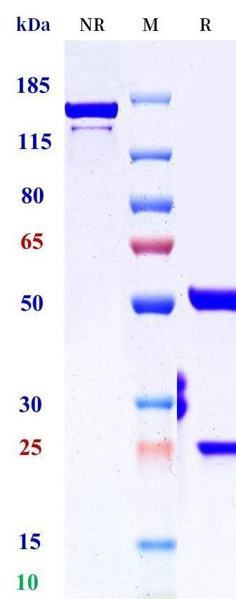 0 - Anti-TNFRSF17 / BCMA / CD269 Reference Antibody (Belantamab (FUT-8 KO)) APR11709