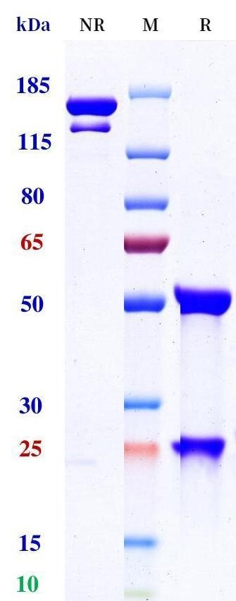 0 - Anti-BCMA Reference Antibody (Teclistamab-anti-BCMA) APR11710