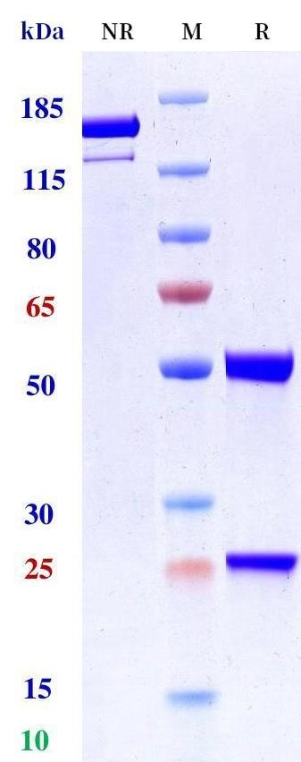 0 - Anti-TNFRSF4 / OX40 / CD134 Reference Antibody (vonlerolizumab) APR11711