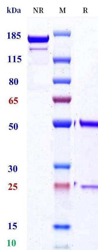 0 - Anti-TNFRSF4 / OX40 / CD134 Reference Antibody (MEDI-6469) APR11712
