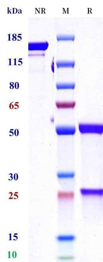 0 - Anti-TNFRSF5 / CD40 Reference Antibody (BI-655064) APR11713
