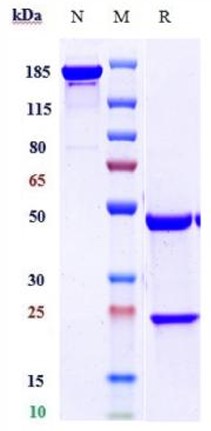 0 - Anti-TREM2 Reference Antibody (VHB937) APR11714