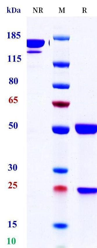 0 - Anti-TREM2 Reference Antibody (DNL-919) APR11715