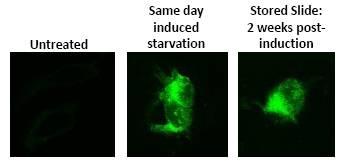0 - AUTOdot Autophagy Visualization Dye SM1000b